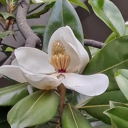 Casa Nostra 3* Имола